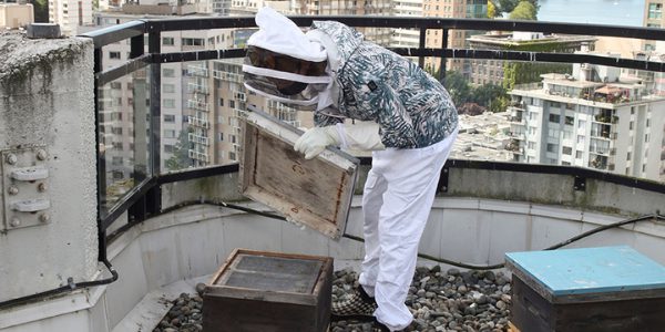 Hollyburn Bees at Emerald Terrace Apartments Downtown Vancouver, BC