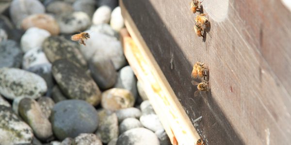 Hollyburn Bees at Emerald Terrace Apartments Downtown Vancouver