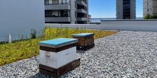 Hollyburn Beehives at Hollyburn Gardens Apartments West Vancouver