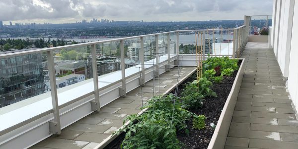 The rooftop community garden at The Lonsdale Rental Apartments in North Vancouver